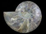 Cut Ammonite Fossil (Half) - Agatized #64948-1